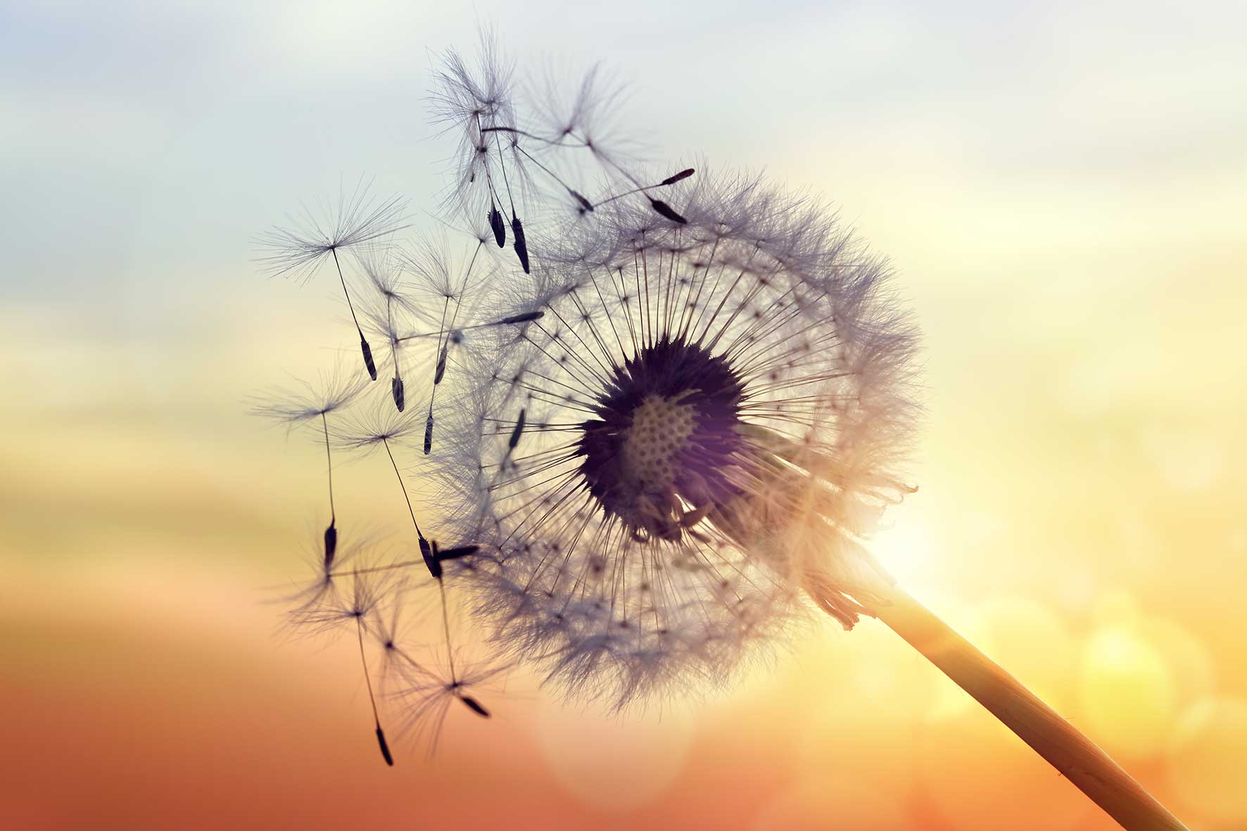 Pusteblume
